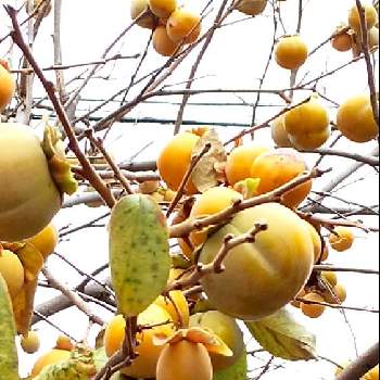 かきの実の画像 by にゃめめさん | 小さな庭と柿かきカキと秋の味覚と黄色とオレンジとかきの実とウキウキ