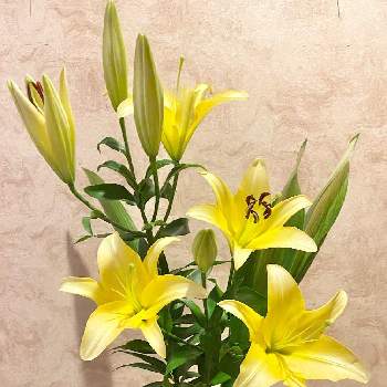 いけたおはなの画像 by kasugiさん | 玄関とユリと花のある暮らしと幸せの黄色いお花といけたおはな