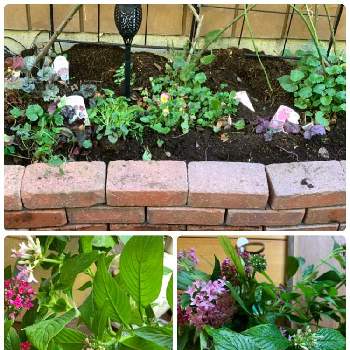 ペンタス ライカの投稿画像一覧 Greensnap グリーンスナップ