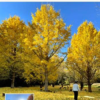 イチョウの黄葉の画像 by 鈴さん | お出かけ先とイチョウの黄葉とイチョウの木と落葉樹