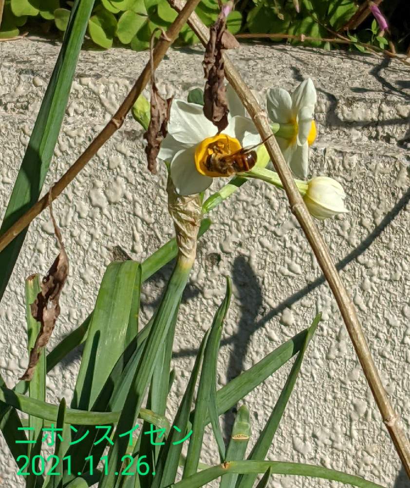 広い庭の画像 by もぐjuhさん | 広い庭とプランターと花色と葉っぱとお顔がこんにちはとGoogle Pixel5と花いろいろと君も花が好きなのかと元気に育ててますよとしろい花とはち　蜂