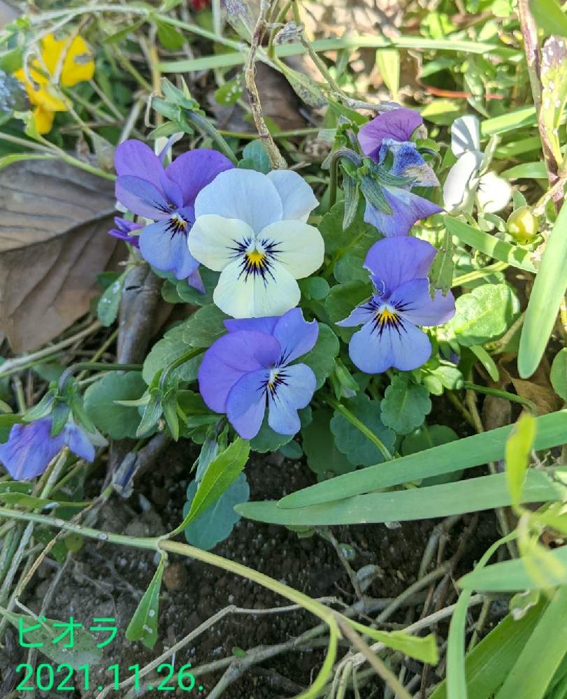 広い庭の画像 by もぐjuhさん | 広い庭とビオラ・パンジーとプランターと花色と葉っぱとお顔がこんにちはとGoogle Pixel5と青色のお花と花いろいろと君も花が好きなのかと元気に育ててますよとしろい花