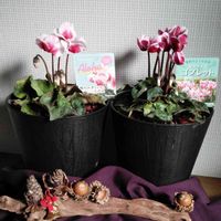 シクラメン,シクラメン ゴブレット,シクラメン アロハ,流木と松かさ、ドングリ,鉢植えの画像