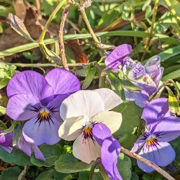青色のお花の画像 by もぐjuhさん | 広い庭とビオラ・パンジーとプランターと花色と葉っぱとお顔がこんにちはとGoogle Pixel5と青色のお花と花いろいろと君も花が好きなのかと元気に育ててますよとしろい花