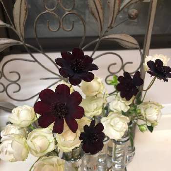 シュネープリンセスの画像 by Rikasgardenさん | キッチンとシュネープリンセスとチョコレートコスモス チョカモカと花のある空間と薔薇愛同盟とミニアレンジとはなあそびとお庭の花たちとミニバラ好きと花のある暮らし