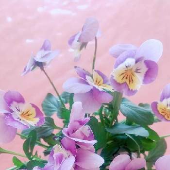 食卓に花の画像 by 葉っぱちゃんさん | キッチンと食卓に花とビオラ☆