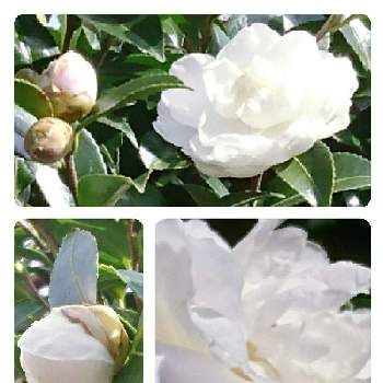 今日の気分の画像 by らなたんさん | 広い庭と山茶花（サザンカ）と八重咲サザンカと金曜日の蕾たちと好きな色と今日の気分と可愛い蕾と白いお花