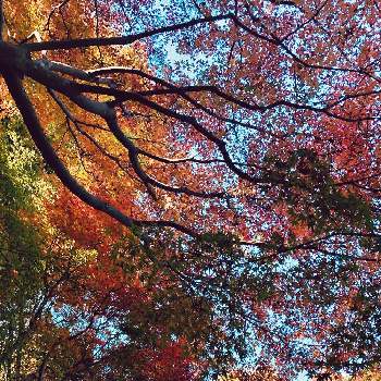いい時間の画像 by kaeさん | お出かけ先といい時間と私に、出来る ささやかな  想いといつもありがとう♡とありがとう♡といつもの散歩道と想いと癒しと紅葉（こうよう）と小さな幸せ♡と可愛いと季節感とお散歩ともみじ紅葉