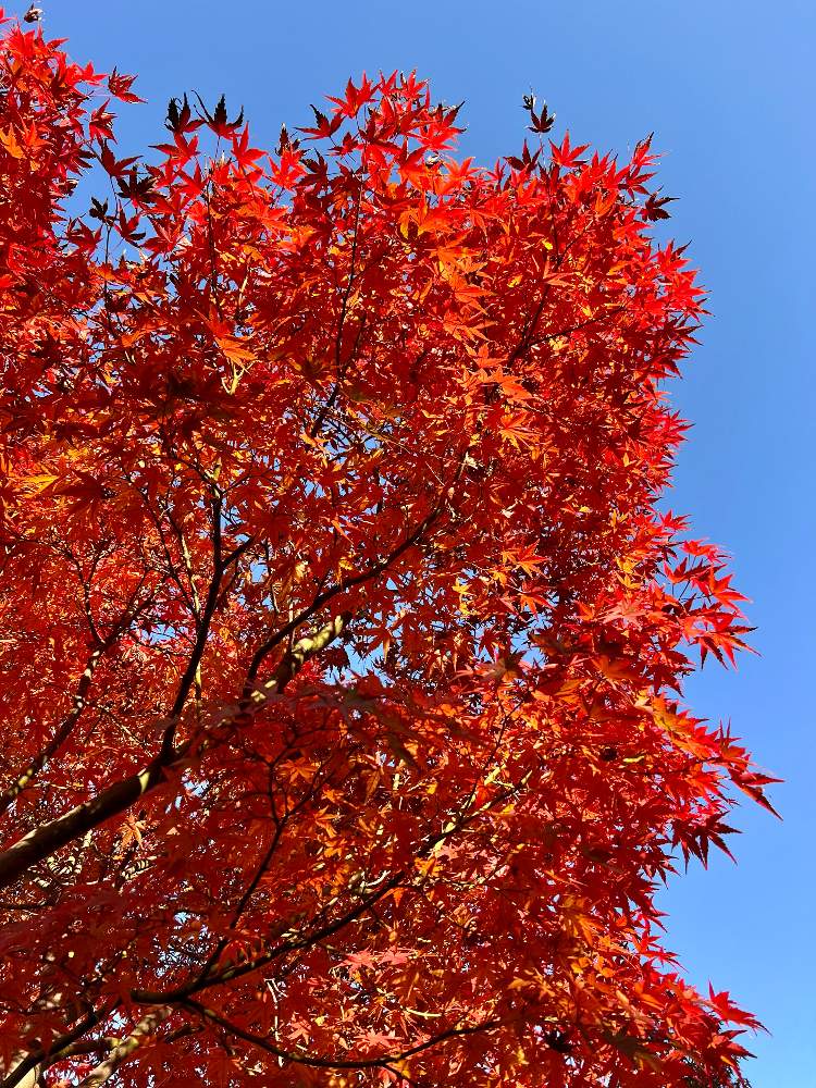お出かけ先の画像 by miさん | お出かけ先と紅葉と花言葉と秋の気配と紅葉（こうよう）