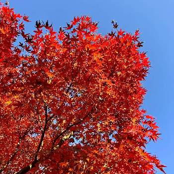 秋の気配の画像 by miさん | お出かけ先と紅葉と花言葉と秋の気配と紅葉（こうよう）