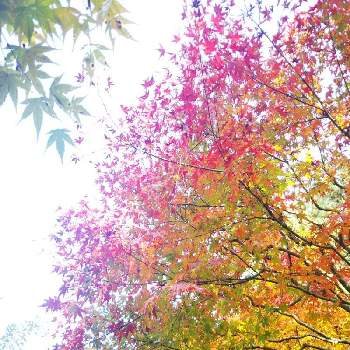 秋の深まりの画像 by りんかさん | お出かけ先と感謝と暫しうっとり♡と紅葉（こうよう）と秋の深まりとふりそそぐ光のなかで