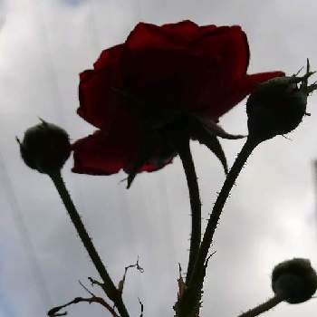 曇天の画像 by ❦THE HERMIT❦さん | お出かけ先とバラと薔薇と金曜日の蕾たちと曇天と赤朱紅と刹那さと秘密のpicと大好きな花とシルエット❤︎とヒカリと風の中