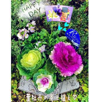 葉牡丹　寄せ植えの画像 by hinamama ♡さん | 小さな庭とネメシア♡とビオラ・パンジーとプラ鉢と小さな花壇と葉牡丹　寄せ植えと ハボタン