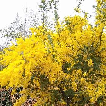 ミモザアカシア,花のある暮らし,黄色い丘,❤️M.family❤️,お出かけ先の画像
