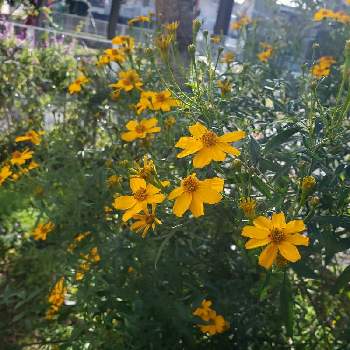 レモンマリーゴールドの画像 by ともさん | 小さな庭とレモンマリーゴールドと花のある暮らしとハーブが好き