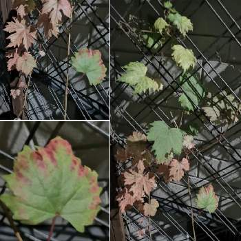 レモンバーベナ,花のある暮らし,リッチェル,クロレラの恵み,クロレラ専用培養土セットの画像