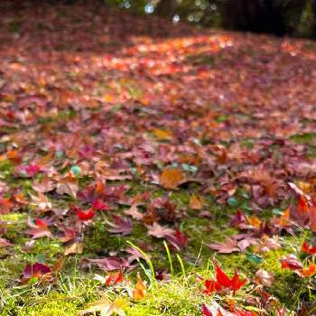 秋景色の画像 by ガブりんさん | お出かけ先と秋景色と 紅葉と太宰府と観世音寺