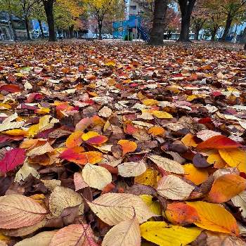 秋景色の画像 by ガブりんさん | 散歩と秋景色と 紅葉