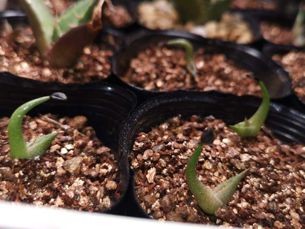 実生オテロイの記録｜🍀GreenSnap（グリーンスナップ）