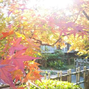 秋の深まりの画像 by りんかさん | お出かけ先と感謝とイロハモミジ。と金曜キラキラと暫しうっとり♡と紅葉（こうよう）と【額縁シリーズ】と秋の深まりとふりそそぐ光のなかで