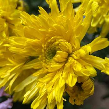 菊 かがり弁の投稿画像一覧 Greensnap グリーンスナップ