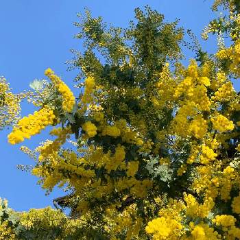たくさんの花の画像 by みんみさん | お出かけ先とアカシアとミモザアカシアとミモザと開花とたくさんの花とキラキラ✨と黄色の花と小花と花のある暮らしとかわいいとお散歩と青空に映える