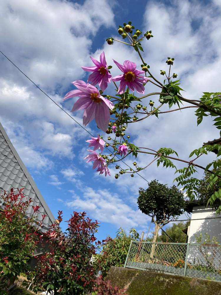 小さな庭の画像 by サンウさん | 小さな庭と皇帝ダリアとレッドロビンとピンクのお花と毎年の楽しみと霜が強敵