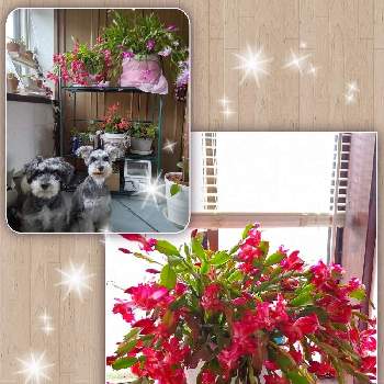 ミニチュアシュナウザーの画像 by satsuki＆mei_kachan(noriko)さん | 階段/廊下とクリスマスカクタス（シャコバサボテン）とデンマークカクタス(シャコバサボテン)とシャコバサボテンとシャコバサボテンの花とミニチュアシュナウザーと新潟県