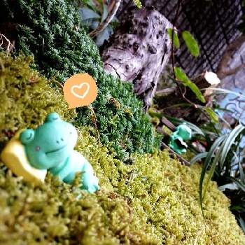 カエルの森の画像 by カエル⭐さん | カエルの森とカエルガーデンと心ほっこりとおやすみなさいとかえるの置物と癒されると苔(こけ)と可愛い