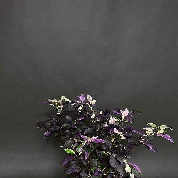 紫の葉の画像 by hittyyさん | 部屋と美しい葉っぱと紫の葉と植物のある暮らしとトウガラシ パープルフラッシュとむらさきと美しい葉とゴシキトウガラシパープルフラッシュと葉っぱ大好きと観賞用トウガラシ ゴシキトウガラシと冬越し挑戦