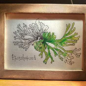 イラストの画像 by pakiposanさん | インテリアと観葉植物と植物のある暮らしとイラストとビカクシダのある暮らしと ビカクシダと植物画と元気に育ててますよとgreenとビカクシダ属とPlatycerium