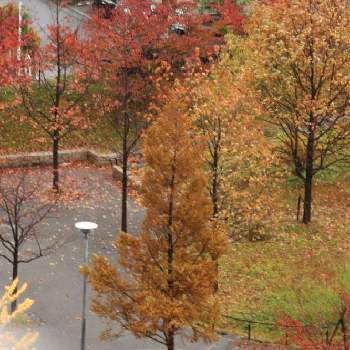 桜の紅葉の投稿画像一覧 Greensnap グリーンスナップ