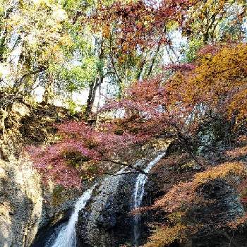 滝 たきの画像 by ちょこんニャさん | お出かけ先と紅葉と月待ちの滝と茨城県大子町と滝 たき