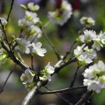 落葉性の画像 by HEATHさん | お出かけ先とシキザクラと花木と落葉性とバラ科と白い花と良い香り