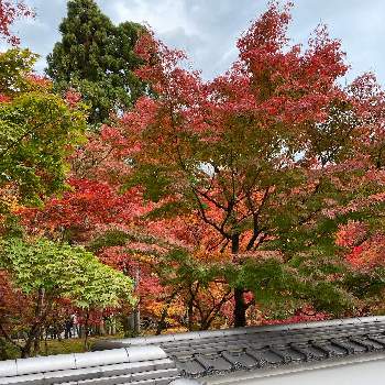 京都 永観堂の画像 by シゲちゃんさん | お出かけ先と京都 永観堂とそうだ京都、行こう