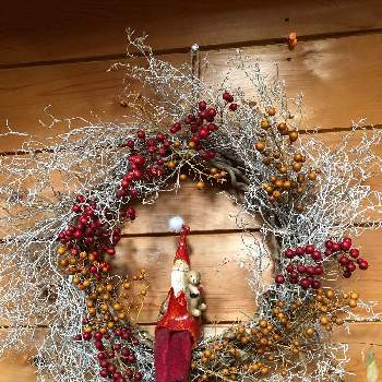 クリスマス リースの投稿画像一覧 Greensnap グリーンスナップ