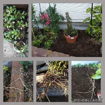 花虎の尾の投稿画像一覧 Greensnap グリーンスナップ