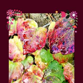 つたの葉の画像 by ポポラスさん | 小さな庭とつたの葉と花いろいろと皆さんに感謝とGSの輪とユーミンつながりの皆さんに感謝