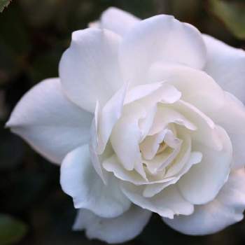 marrieバラの画像 by marrieさん | 小さな庭とアイスバーグとmarrieバラと植物男子と2021 GSでバラ園と薔薇♪とバラ・ミニバラとバラを楽しむ