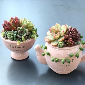 多肉植物寄せ植え,多肉植物の紅葉,ガーデン雑貨,セメント鉢,お気に入りの鉢の画像