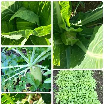 高菜の画像 by ふーこさん | 畑と高菜と大根とキャベツとカリフラワーとブロッコリーと家庭菜園と自家製野菜