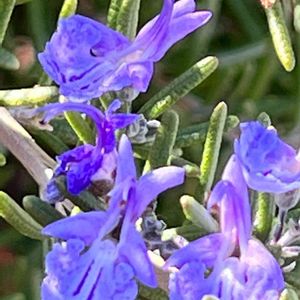 ローズマリー,屋上庭園,かわぃぃ。,自然大好き,草花大好きの画像