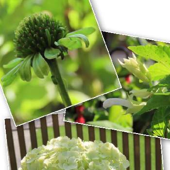 グリーンの花の投稿画像一覧 Greensnap グリーンスナップ