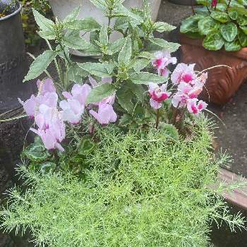 ロータス コットンキャンディの投稿画像一覧 Greensnap グリーンスナップ