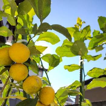 ゆずの木の投稿画像一覧 Greensnap グリーンスナップ