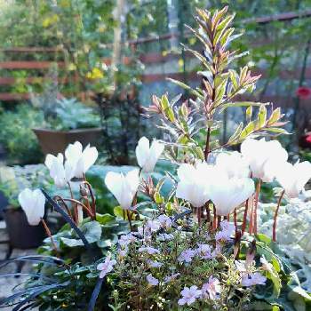 ガーデンシクラメン  白の画像 by keiraさん | 小さな庭とガーデンシクラメンと冬の寄せ植えとガーデンシクラメン  白とガーデンシクラメン❤︎とガーデンシクラメン 寄せ植え