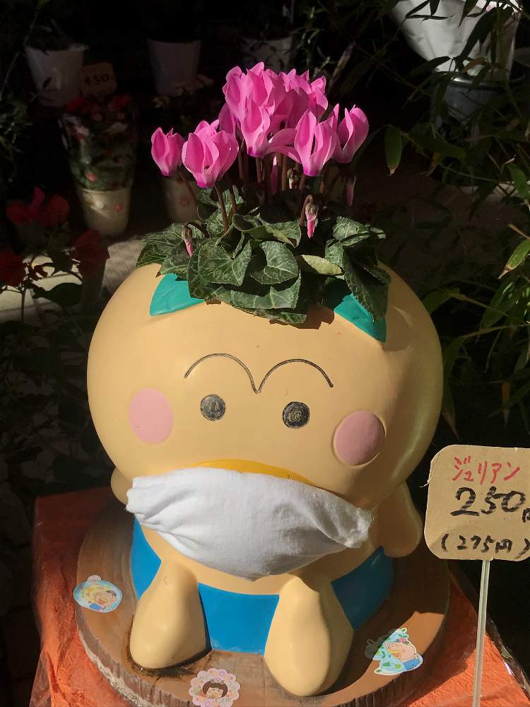 シクラメンの投稿画像 By 君にバラバラさん ピンクの花と癒しとカワイイ と花いろいろと花のある暮らしとお散歩とお花屋さんとiphone撮影とピンクの花 と癒しとカワイイ と花いろいろと花のある暮らしとお散歩とお花屋さんとiphone撮影 21月11月27日 Greensnap