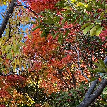 公園で見つけたの画像 by yaccoさん | お出かけ先とお散歩道と癒されますと横浜と公園で見つけたと11月の公園と秋色と晩秋の公園