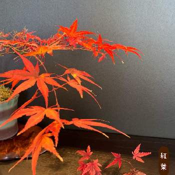 M's style bonsai(雑木)の画像 by 美野美谷さん | 部屋とM's style bonsai(雑木)とM's style bonsaiとイロハモミジ。ともみじ 万葉の里と色づきともみじ♡とイロハモミジの紅葉といろは紅葉豆盆栽