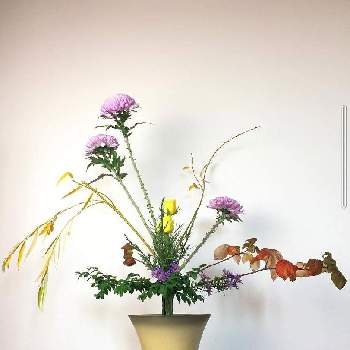 キク(菊の花)の画像 by wataru#33 さん | 部屋と薔薇とキク(菊の花)といけばなと花のある暮らしとザ花部